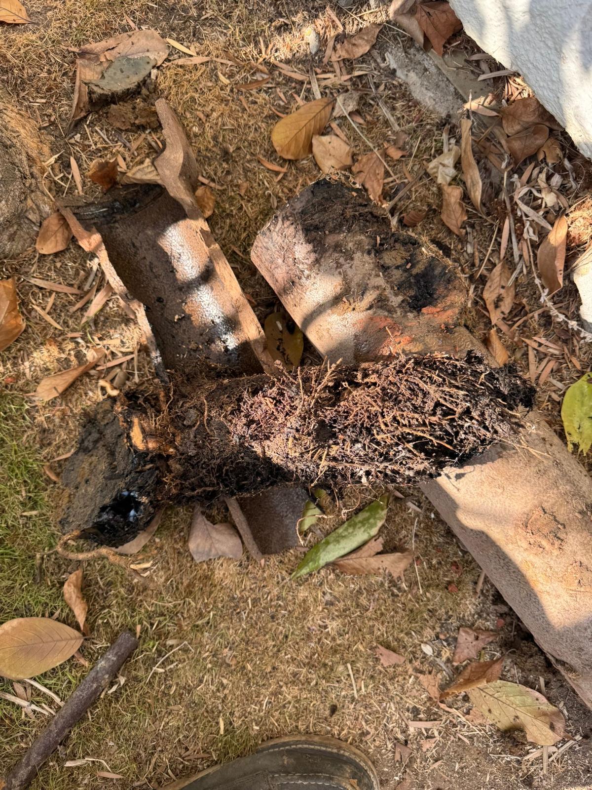 main sewer line tree roots removal service near los angeles ca